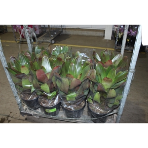 BROMELIA IMPERIAL P27 VERDE/VERMELHO