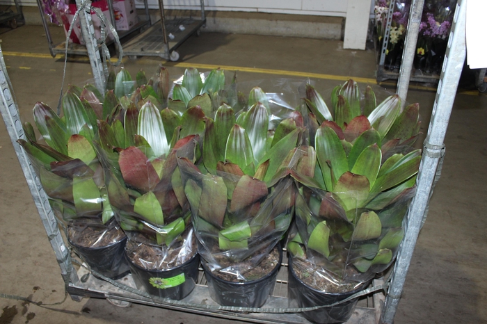 <h4>BROMELIA IMPERIAL P27 VERDE/VERMELHO</h4>