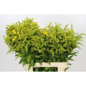 Solidago Golden Glory