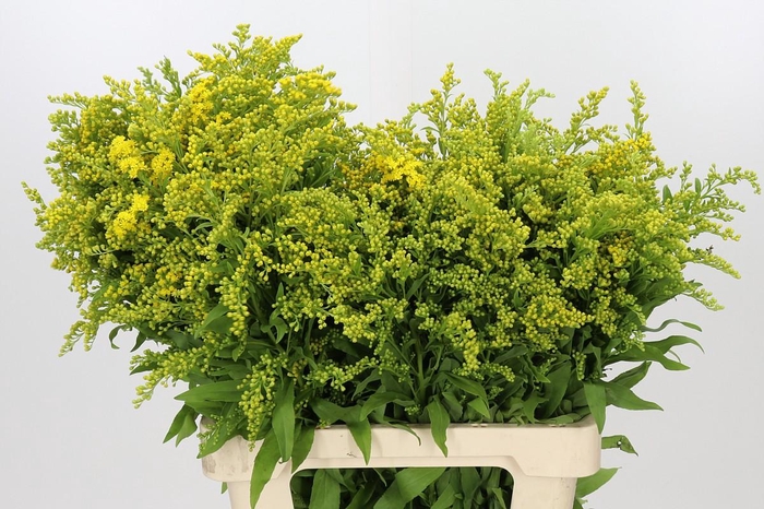 <h4>Solidago Golden Glory</h4>
