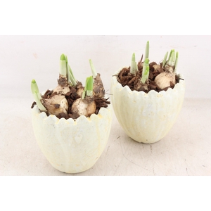 arr4 Narcis JS - Ker. kartel ei kl. 236/6