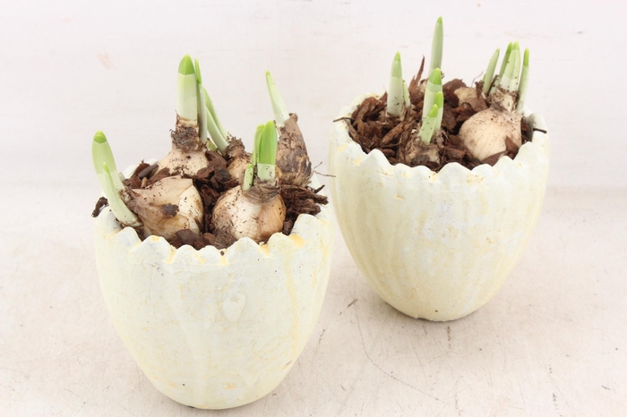 <h4>arr4 Narcis JS - Ker. kartel ei kl. 236/6</h4>