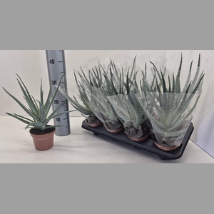 ALOE ARBORESCENS