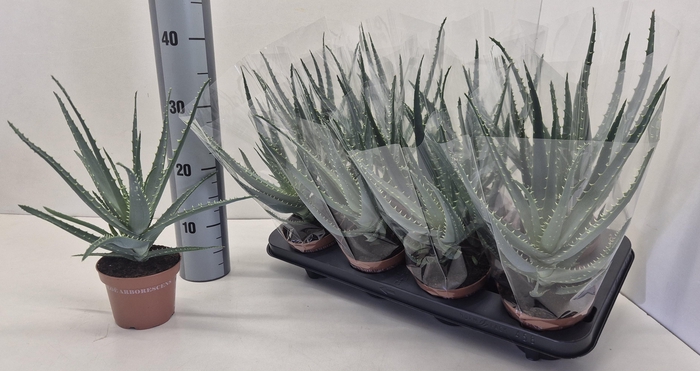 <h4>ALOE ARBORESCENS</h4>