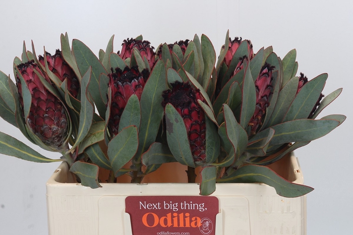 <h4>Protea Barbigera Ruby Princess Air</h4>