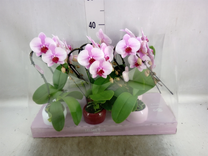 <h4>Phalaenopsis   ...rose</h4>