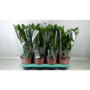 Zamioculcas zamiifolia