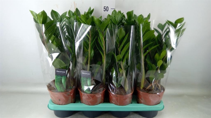 <h4>Zamioculcas zamiifolia</h4>