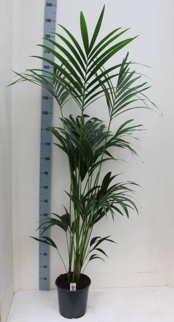 <h4>HOWEA FORSTERIANA</h4>