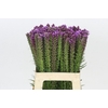 Liatris Spicata