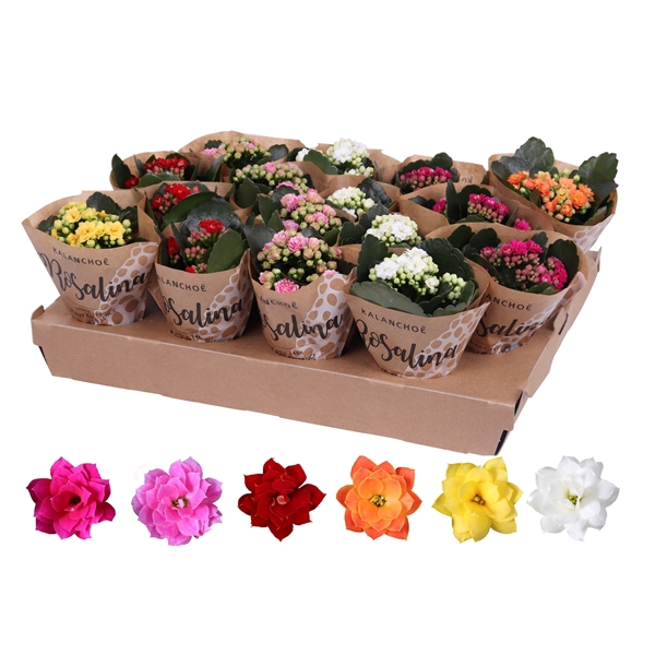 <h4>Kalanchoe Rosalina 06cm mix, papieren hoes</h4>