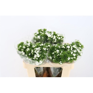 Di Barb Breanthus Hera Wite