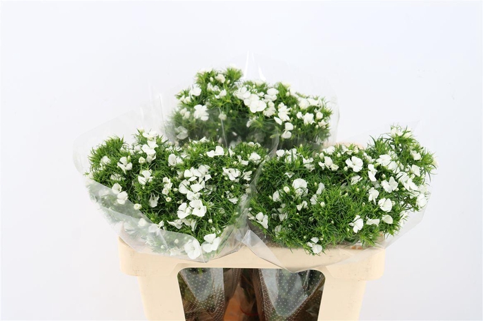 <h4>Di Barb Breanthus Hera Wite</h4>