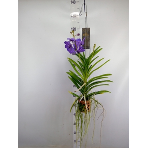 Vanda  hybriden