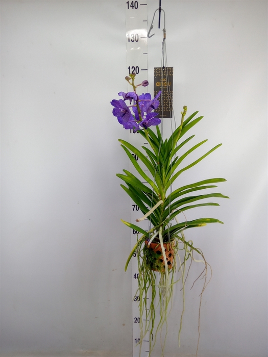 <h4>Vanda  hybriden</h4>