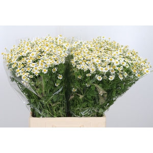 Tanacetum Single Vegmo