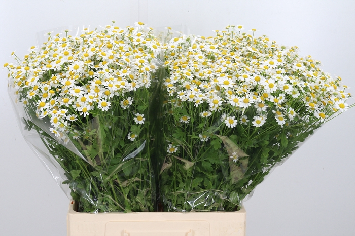 <h4>Tanacetum Single Vegmo</h4>