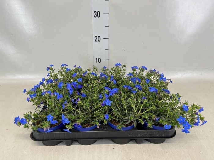 <h4>Glandora diffusa</h4>