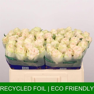 R GR WEDDING ROSE