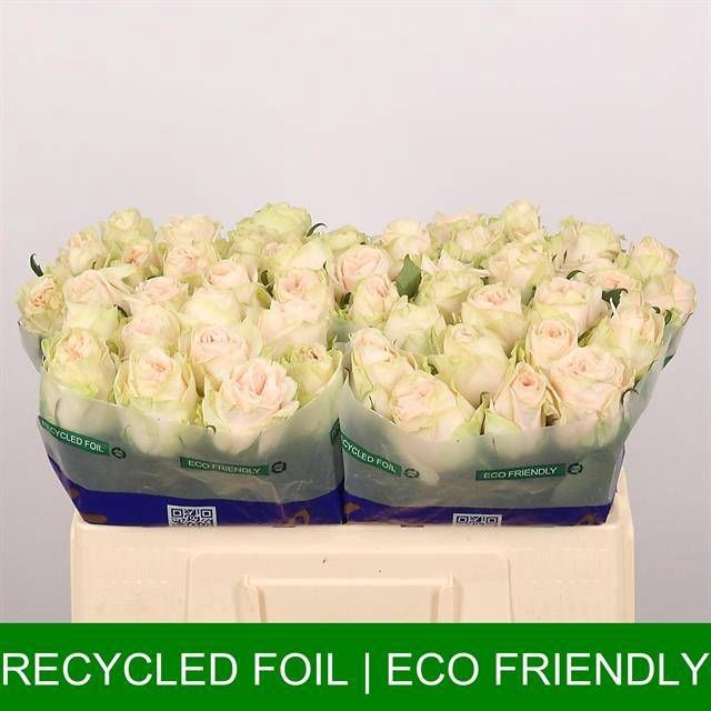 <h4>R GR WEDDING ROSE</h4>