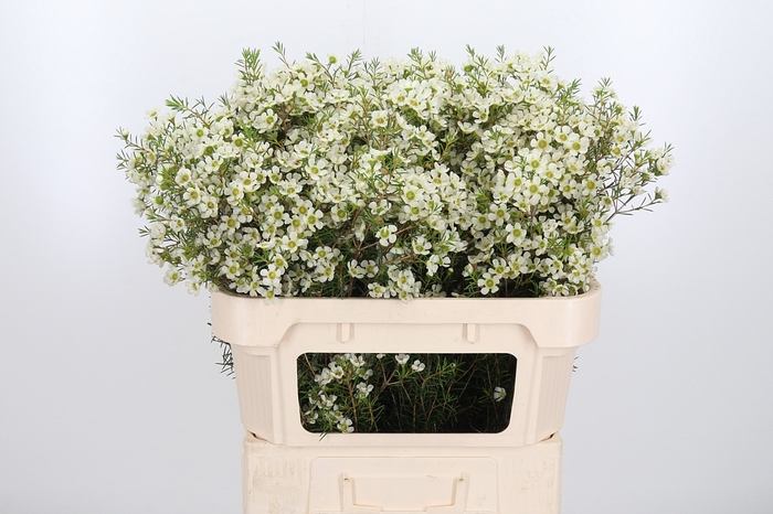 <h4>Chame Ivory Pearl</h4>