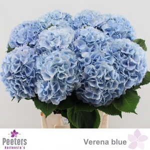 HYDR M CH VERENA BL