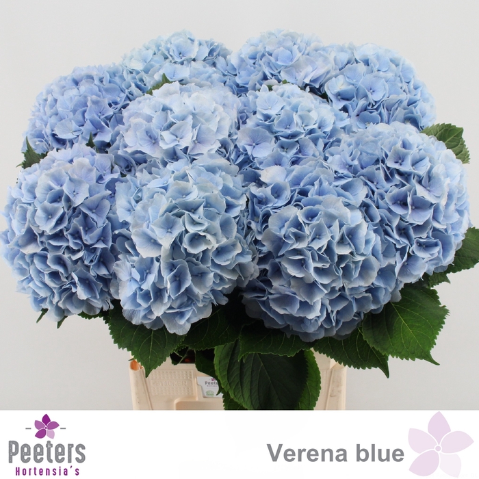 <h4>HYDR M CH VERENA BL</h4>