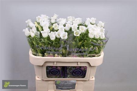 Campanula Champ Whit