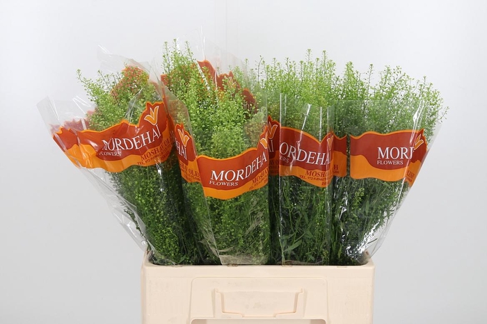 <h4>Lepidium Green Bell</h4>