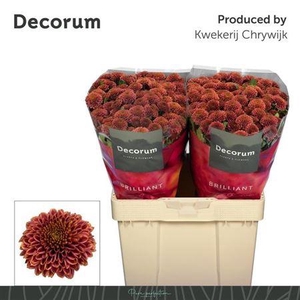 Chr S Doria Cher Brilliant