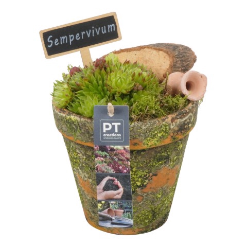 <h4>PTS6657 Arrangementen Sempervivum</h4>