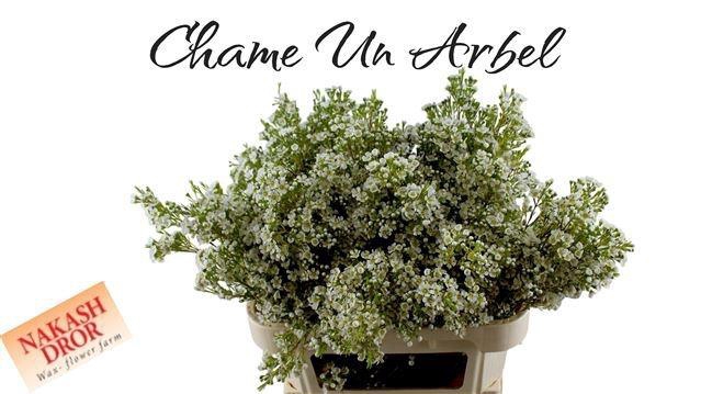 <h4>CHAME UN ARBEL</h4>