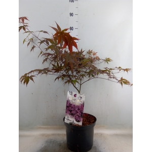 Acer palmatum 'Bloodgood'