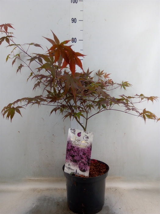 <h4>Acer palmatum 'Bloodgood'</h4>