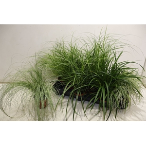 arr8 Carex Gem