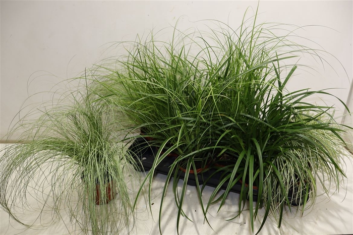 <h4>arr8 Carex Gem</h4>