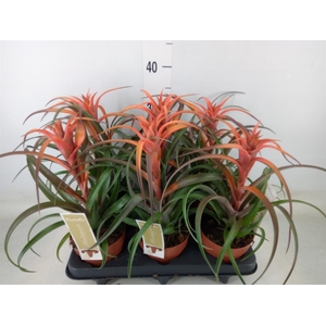 Tillandsia capitata 'Hermosa'