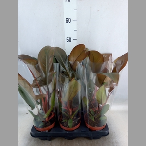 Philodendron   ...