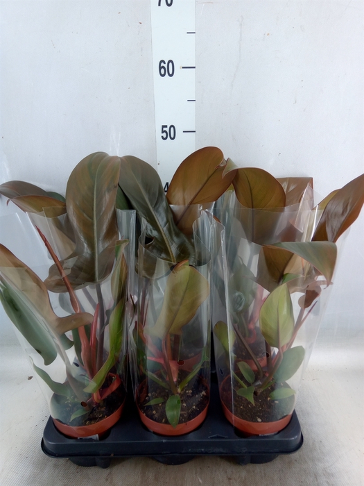 <h4>Philodendron   ...</h4>