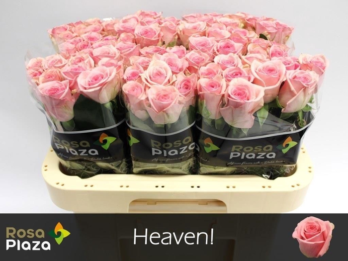 <h4>R GR HEAVEN!</h4>