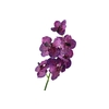 Vanda Orchid Purple