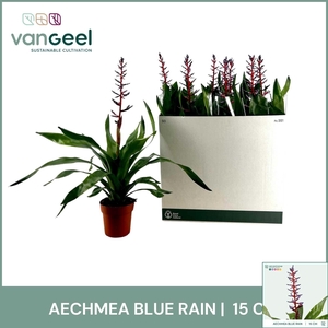 AECH BLUE RAIN