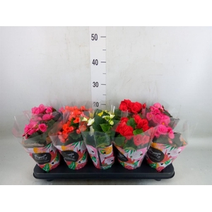 Begonia elat. DU   ...mix