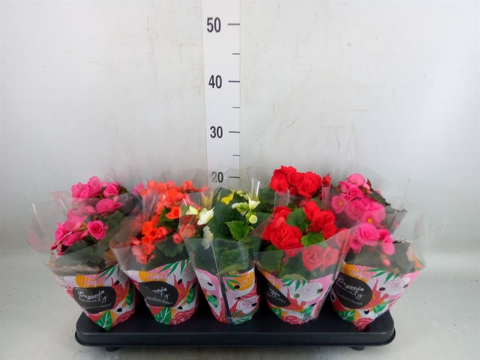 <h4>Begonia elat. DU   ...mix</h4>