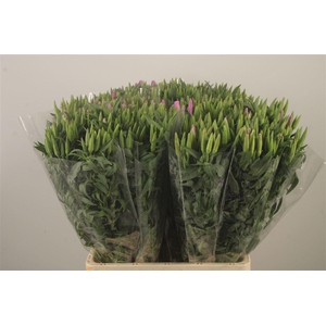 Clarkia Am Gr Lavendel