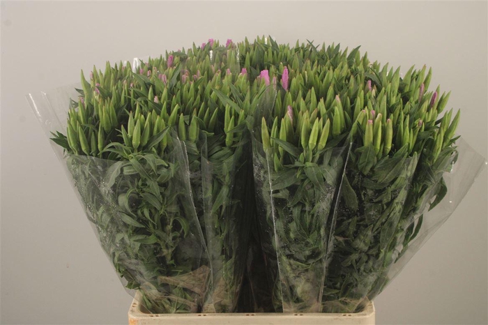 <h4>Clarkia Am Gr Lavendel</h4>