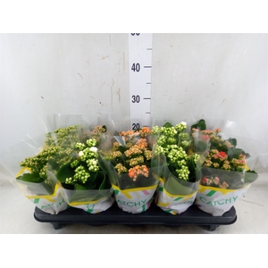 Kalanchoe blos.   ..rosebud mix  5
