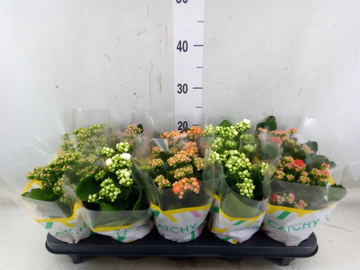 <h4>Kalanchoe blos.   ..rosebud mix  5</h4>