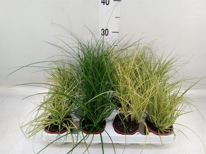 <h4>Carex   ...mix</h4>