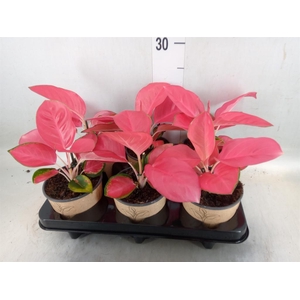 Aglaonema   ...